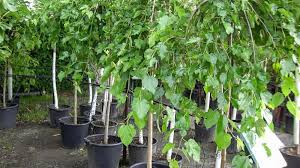 افزایش 17درصدی تولید نهال توت در گیلان