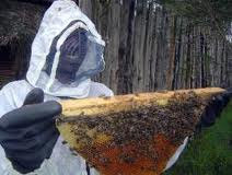 سالانه ۵۵۰۰ تن عسل در گیلان تولید می شود