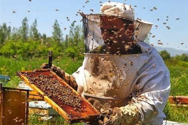 تولید عسل در آستارا 15درصد افزایش یافت