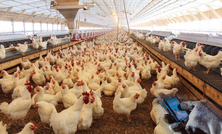 تولید مرغ در گیلان افزایش یافت 