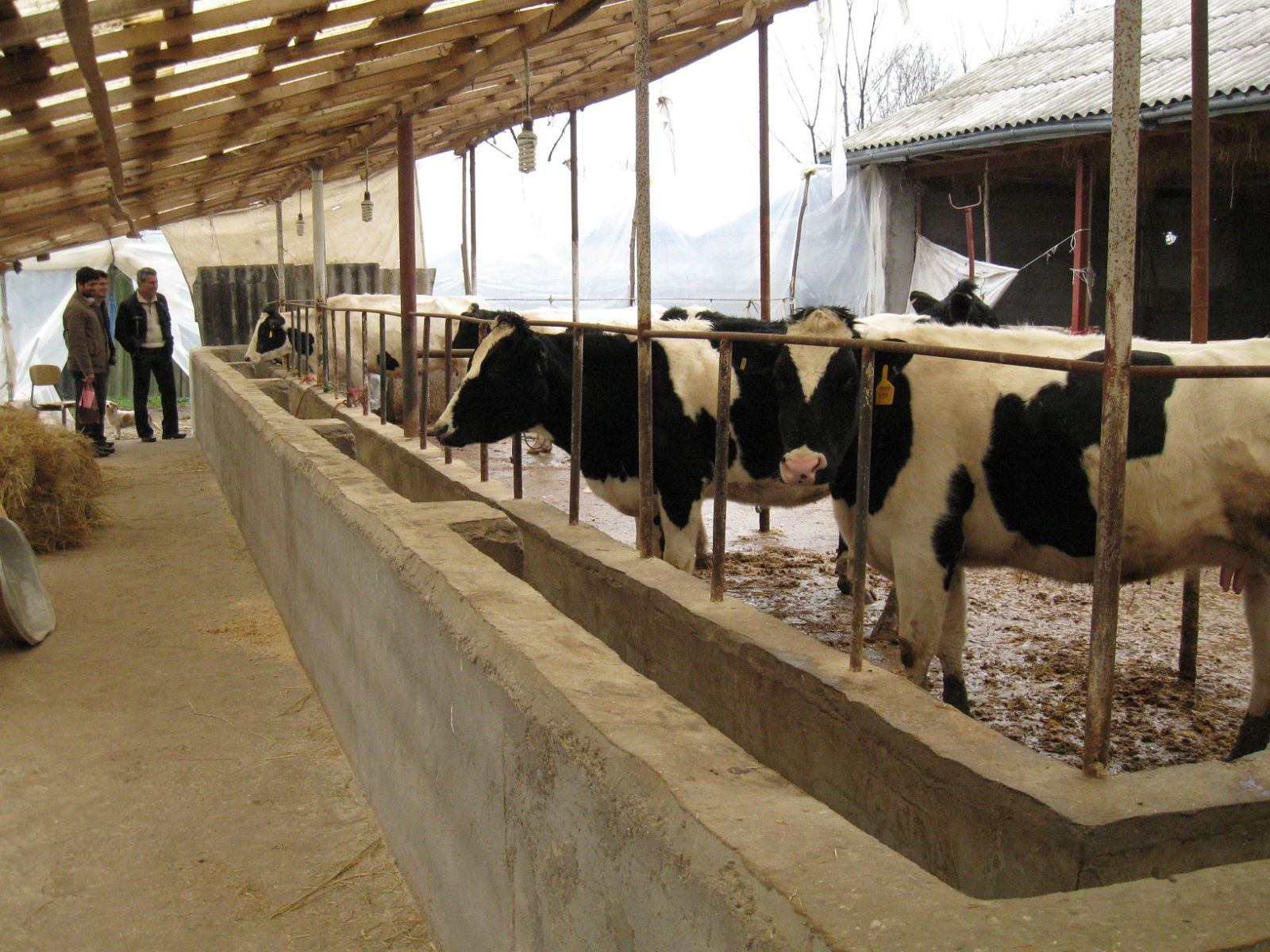 تولید 2160تن شیر در 8 ماه نخت سال 97 در شهرستان لاهیجان