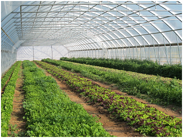 دوره آموزشی مدیریت تولید محصولات گلخانه ای در ایستگاه تحقیقات گل و گیاه لاهیجان