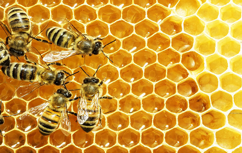 دوره آموزشی پرورش زنبور عسل در شهرستان لاهیجان