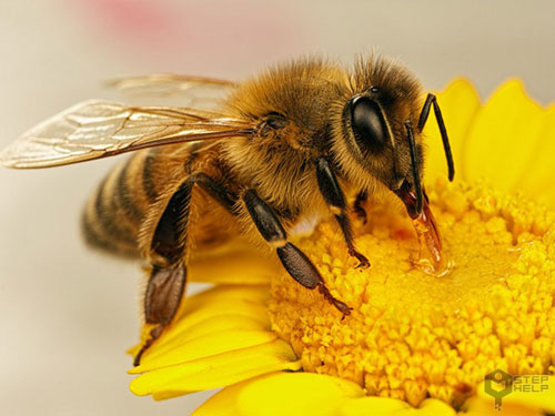 جای خالی زنبورهای عسل در باغات گیلان