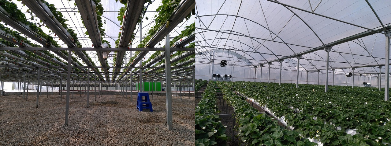 پرورش توت فرنگی در گلخانه به روش هیدروپونیک