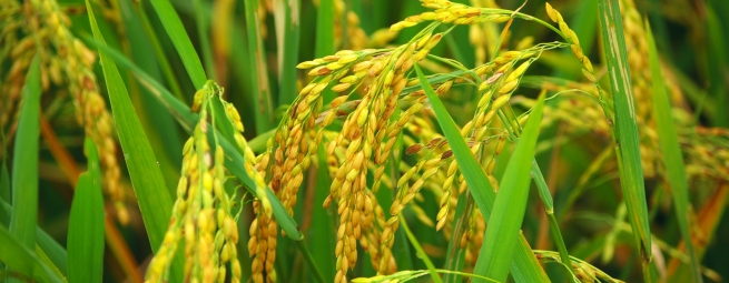 پول و برنج بیشتر، دستاورد افزایش پرورش راتون در لاهیجان  