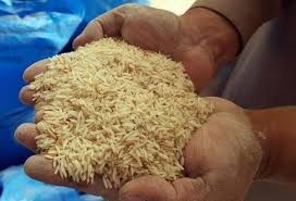 توزیع بذر گواهی شده برنج در شهرستان تالش 