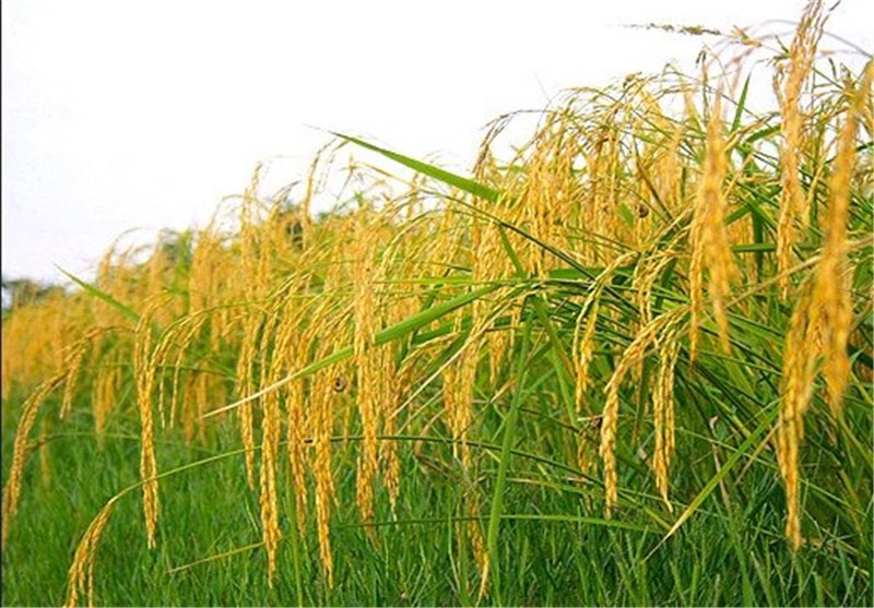 توزیع بذورگواهی شده برنج برای کشاورزان شهرستان لاهیجان