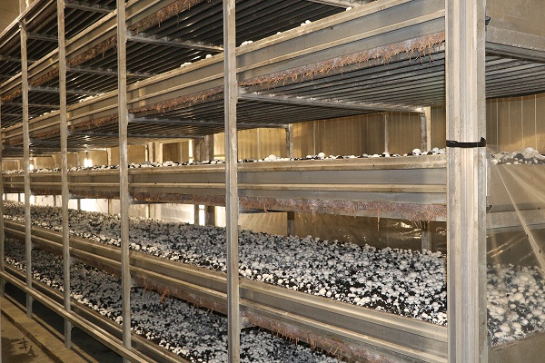افتتاح بزرگترین واحد تولید قارچ دکمه ای گیلان در رشت