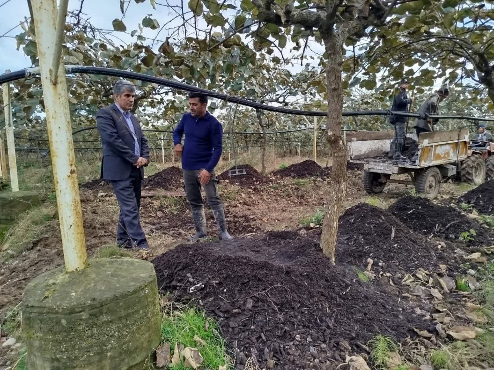 بازدید رئیس سازمان جهاد کشاورزی استان گیلان از باغ الگویی کیوی بخش سنگر رشت