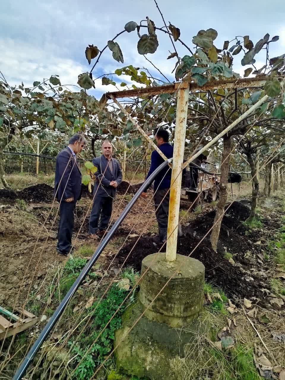 بازدید رئیس سازمان جهاد کشاورزی استان گیلان از باغ الگویی کیوی بخش سنگر رشت