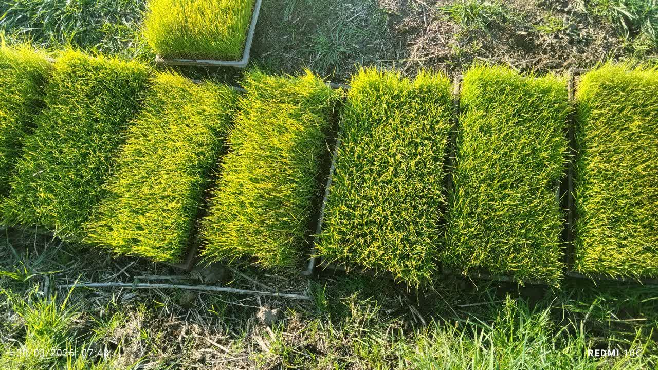 رئیس سازمان جهاد کشاورزی استان خبر داد: آغاز نخستین نشای برنج در غرب و شرق گیلان