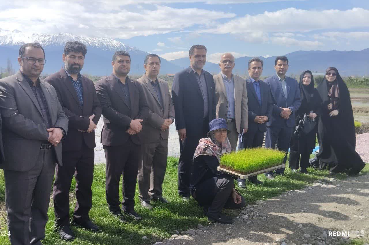 رئیس سازمان جهاد کشاورزی استان خبر داد: آغاز نخستین نشای برنج در غرب و شرق گیلان
