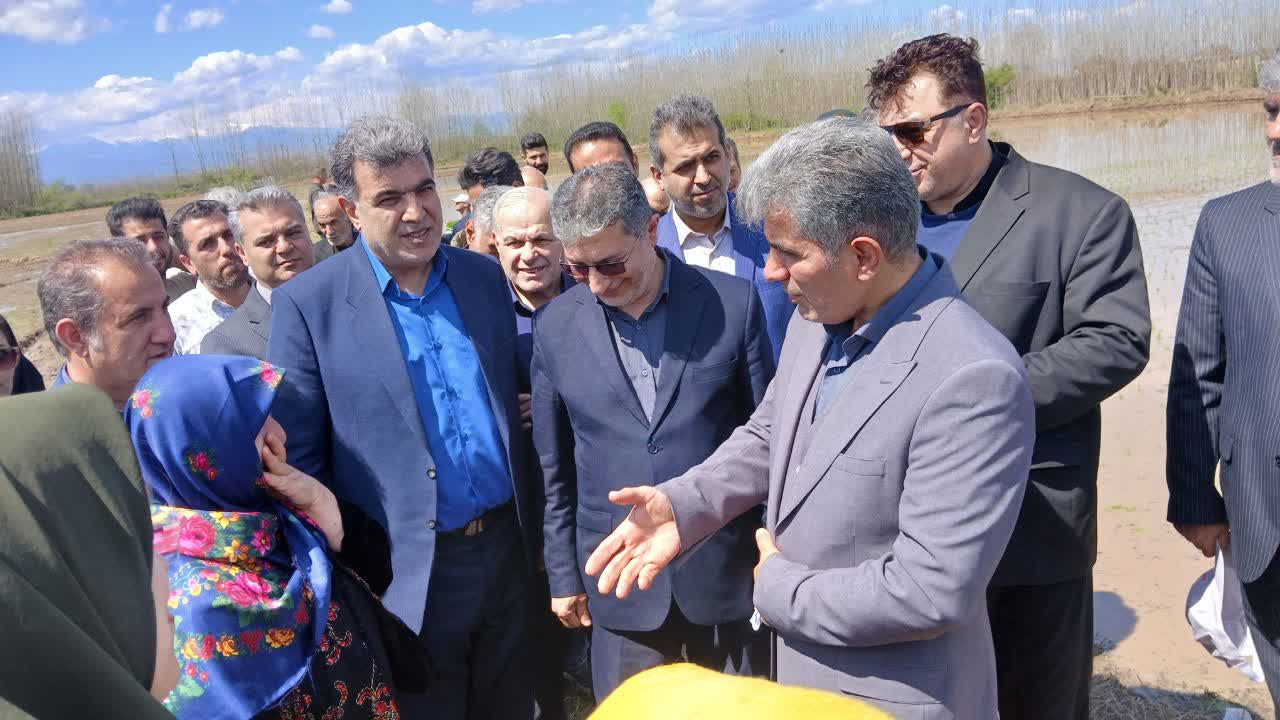رئیس سازمان جهاد کشاورزی استان خبر داد: آغاز نخستین نشای برنج در غرب و شرق گیلان