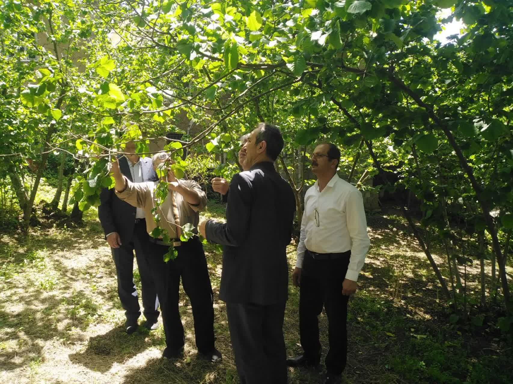 با حضور رئیس سازمان جهاد کشاورزی گیلان؛ ظرفیتهای توسعه ای باغات فندق رودسر بررسی شد