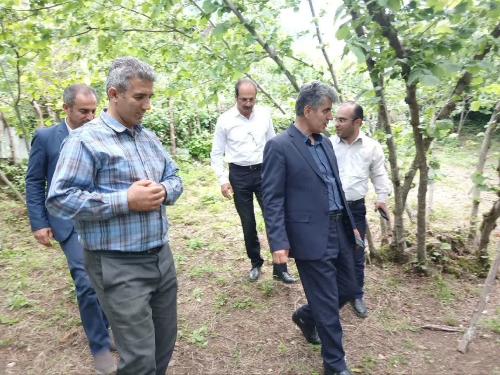 با حضور رئیس سازمان جهاد کشاورزی گیلان؛ ظرفیتهای توسعه ای باغات فندق رودسر بررسی شد