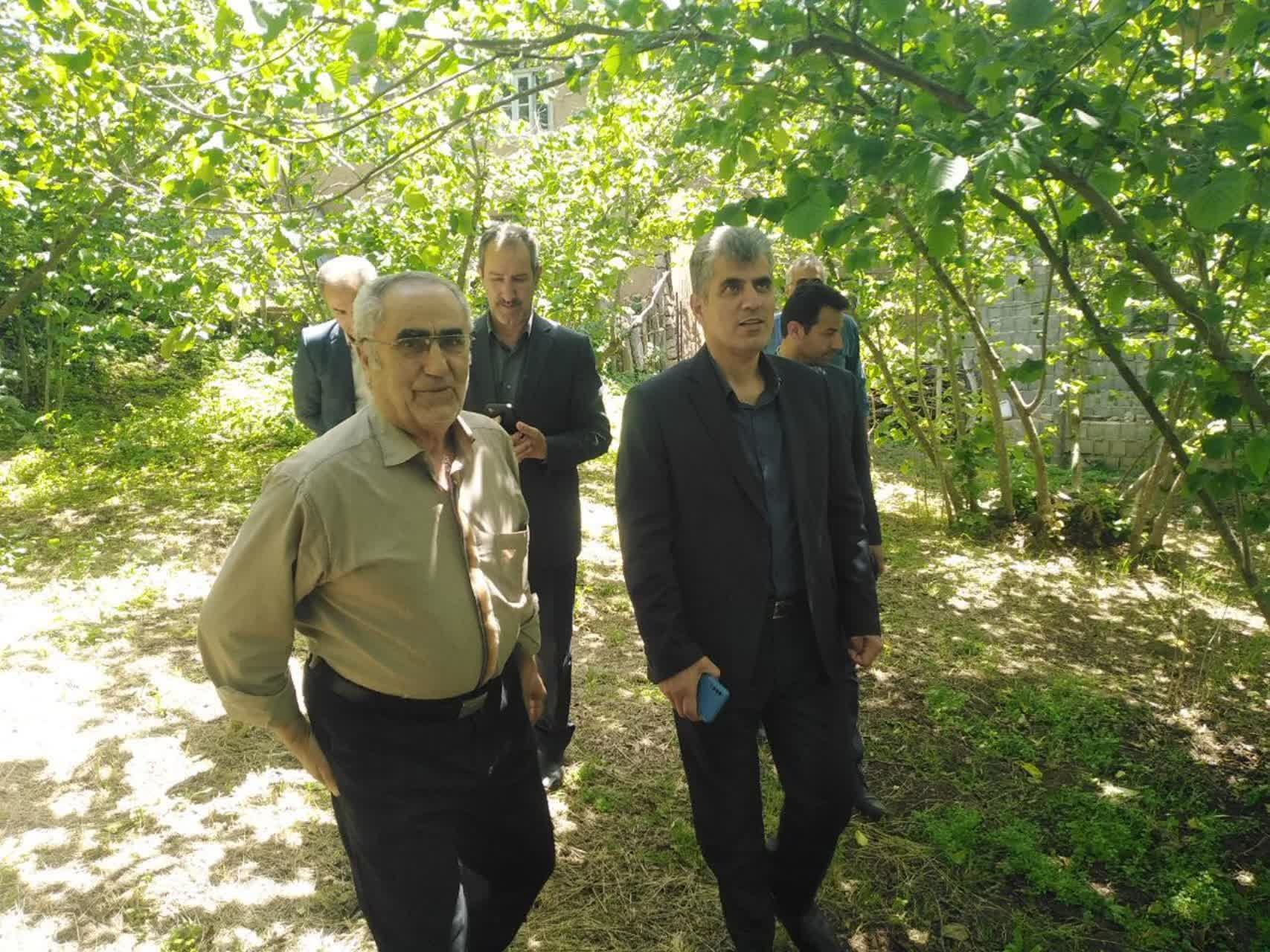 با حضور رئیس سازمان جهاد کشاورزی گیلان؛ ظرفیتهای توسعه ای باغات فندق رودسر بررسی شد