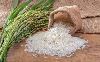 برنامه‌ریزی برای افزایش تولید برنج سفید در آستانه اشرفیه