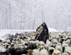 رفع گرفتاری چوپان و ۵۰۰ گوسفندش در برف