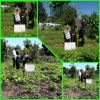 اجرای طرح پایلوت کاشت سبزی و صیفی باغچه های خانگی در روستاهای هدف و  بهبود تغذیه در شهرستان املش
