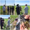 درقالب طرح یاوران تولید، محقق معین تحقیقات برنج در شهرستان لنگرود حضور یافت 