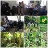 بازدید و بررسی علف هرز مهاجم باغ چای در شهرستان لاهیجان