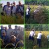 اولین برداشت برنج  استان گیلان در شهرستان خمام