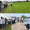 اجرای سایت ffs (مدرسه در مزرعه) برنج در شهرستان تالش