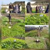 بازدید از پروژه مشترک ایجاد باغچه های سلامت خانگی زنان روستایی در شهرستان رودبار 