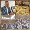 افزایش ۳ برابری جوجه ریزی در واحدهای مرغداری گوشتی شهرستان رودبار