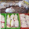 ۷۵۰ تن مرغ منجمد با نرخ مصوب در گیلان توزیع شد