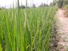 نخستین خوشه‌های برنج در سال زراعی کنونی در روستای شیرایه رودسر به بار نشست.