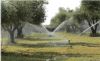 کارگاه آموزشی مدیریت آبیاری باغ‌های زیتون در رودبار برگزار شد