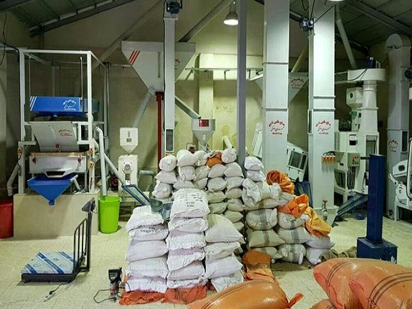 آمادگی 1 هزار و 425 کارخانه شالیکوبی در گیلان برای تبدیل شلتوک به برنج