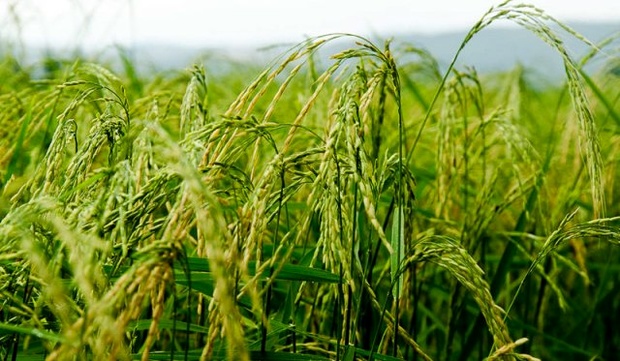 اعلام عمومی توزیع بذر گواهی شده برنج