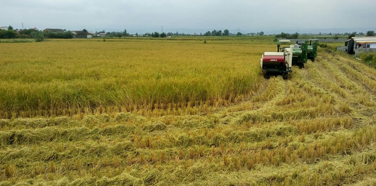 اولین برداشت مکانیزه برنج در شهرستان لنگرود