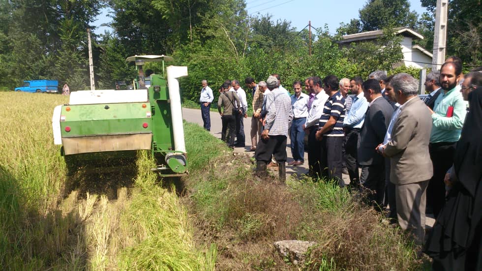 اولین برداشت مکانیزه برنج شرق گیلان در شهرستان لاهیجان