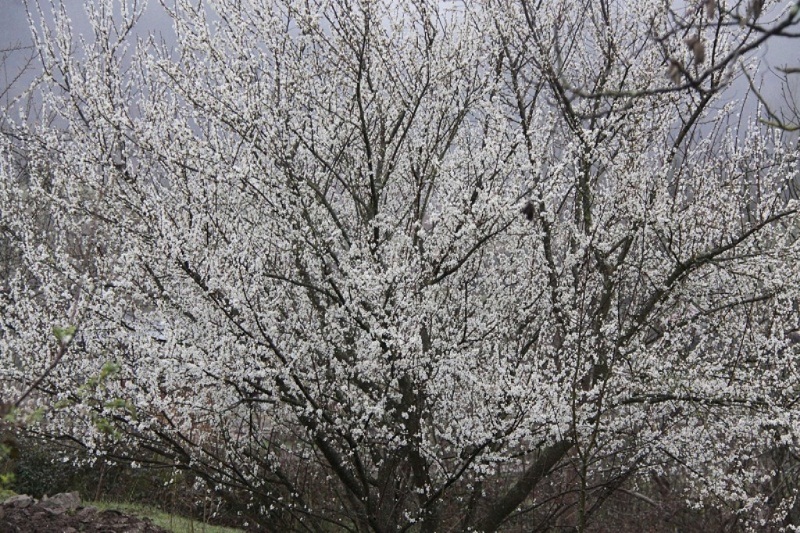 برخی درختان میوه در آستارا شکوفه دادند