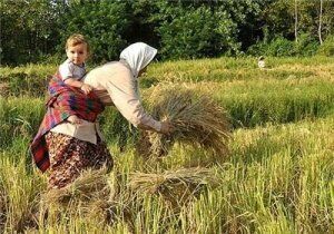 افزایش رنج تولید برنج در پی افزایش قیمت نهاده‌ها 