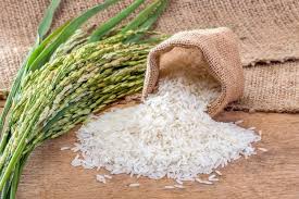 صادرات 1600 تن برنج گیلان به کشورهای آسیا و اروپا
