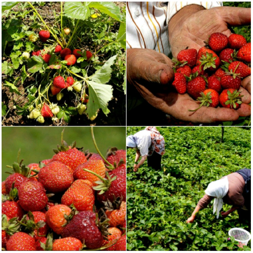 تولید ۱۷۰ تن توت فرنگی در شهرستان رودبار