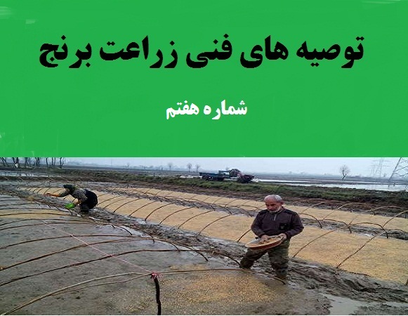 توصیه های مدیر زراعت سازمان جهاد کشاورزی گیلان برای کشت و کار برنج