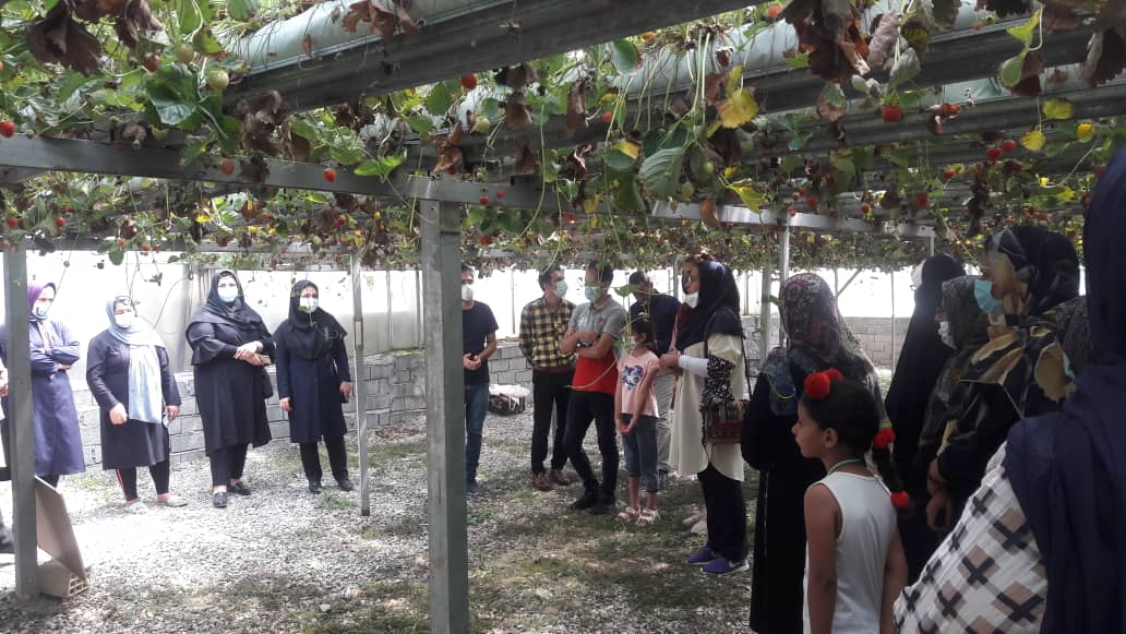 اجرای برنامه ترویجی روز مزرعه محصول گواهی شده توت فرنگی در شهرستان لاهیجان