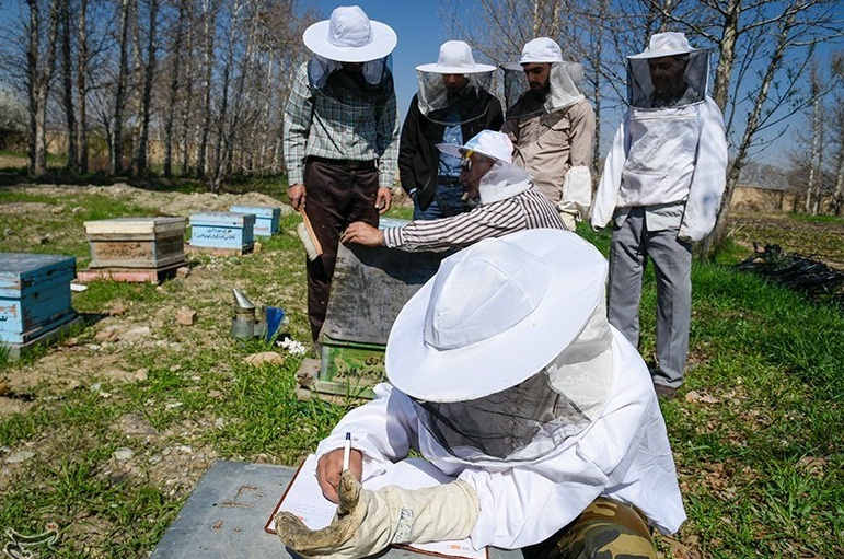 زنبورستان‌های مهاجر در شهرستان رودبار ساماندهی می‌شود