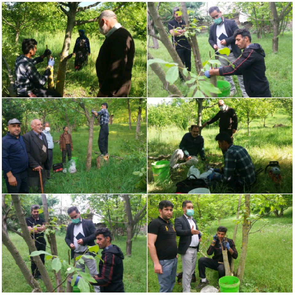 عملیات اجرایی پیوند سرشاخه کاری در باغات گردوی  زودگل و حساس به سرما در شهرستان رودبار آغاز شد.