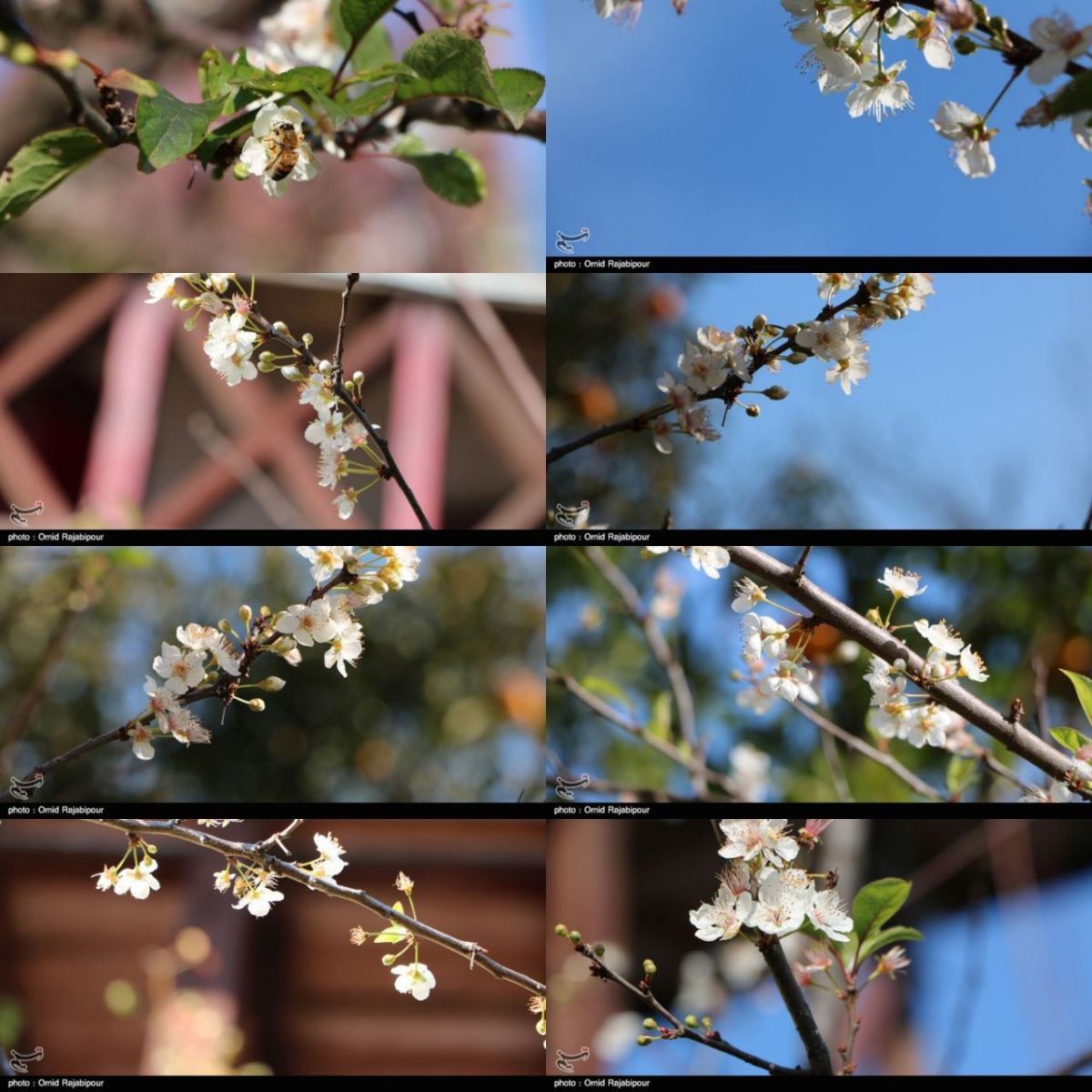 شکوفه‌های زمستانی در رحیم آباد گیلان