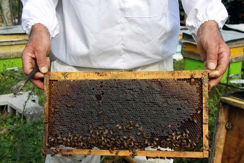 برداشت بیش از 6 هزار تن عسل در گیلان