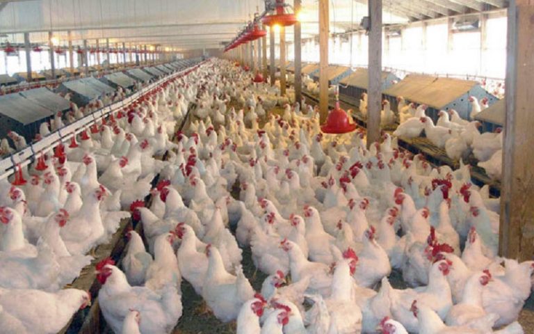 بالغ بر ۱۵ میلیون مرغ در مرغداری های استان گیلان در حال پرورش است