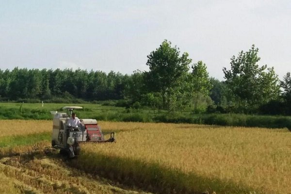 10 درصد مزارع برنج برداشت شد