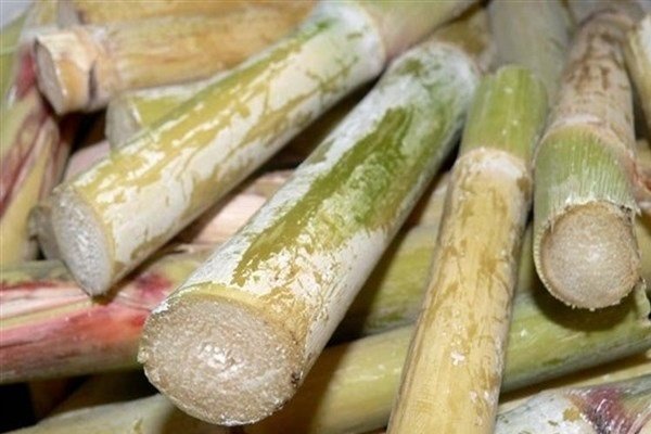 رئیس سازمان جهاد کشاورزی استان خبر داد: پیش بینی درآمد ۱۸۰ میلیارد ریالی نیشکرکاران گیلان